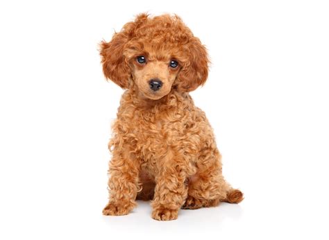 puppies for sale in long beach ca|uptown puppies long beach ca.